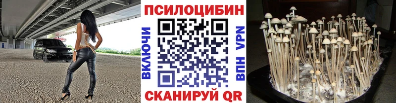 где найти   Горячеводский  Псилоцибиновые грибы Psilocybine cubensis 